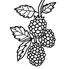 Blackberry Coloring Page