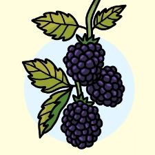 Blackberry Coloring Page