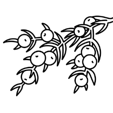 Juniper Berry Coloring Page