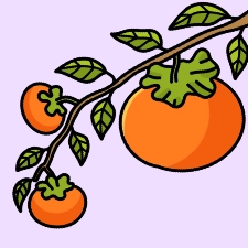 Persimmon Coloring Page