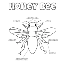 Bee Anatomy Coloring Page