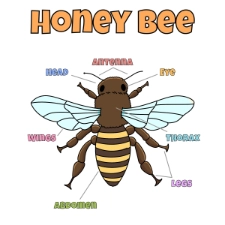 Bee Anatomy Coloring Page