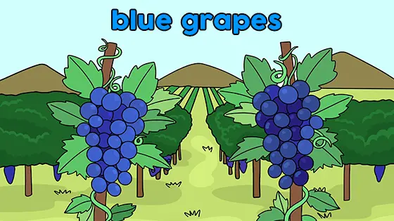 Blue Grapes Coloring Page Color