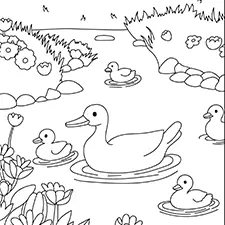 Duck Family In A Pond Coloring Page