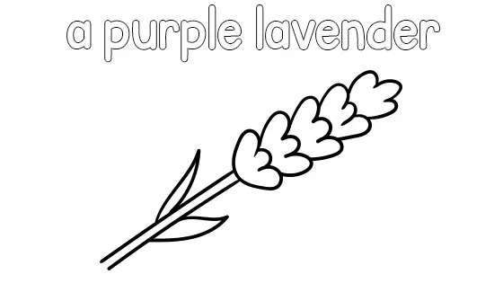 A Purple Lavender Coloring Page