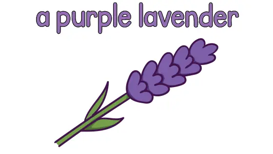 A Purple Lavender Coloring Page