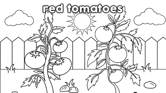 Red Tomatoes Coloring Page Black & White