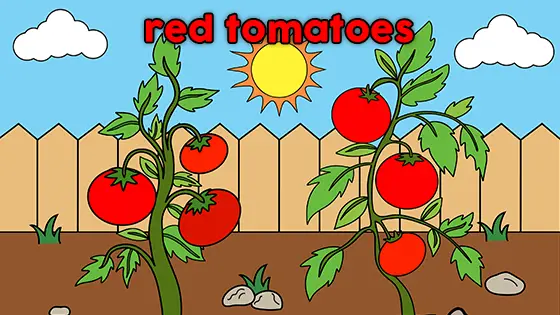 Red Tomatoes Coloring Page Color