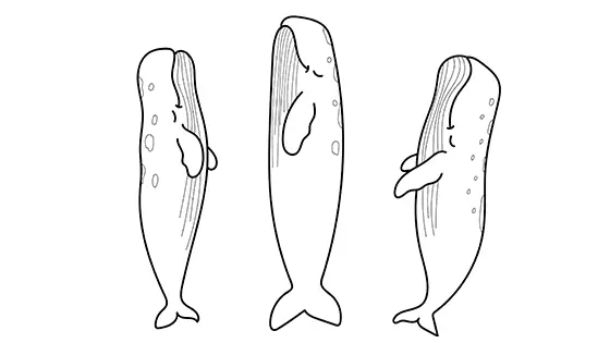 Sperm Whales Sleeping Coloring Page